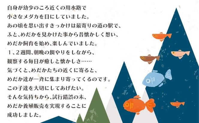 GM003 	マリアージュロングフィンめだか　(２ペア)