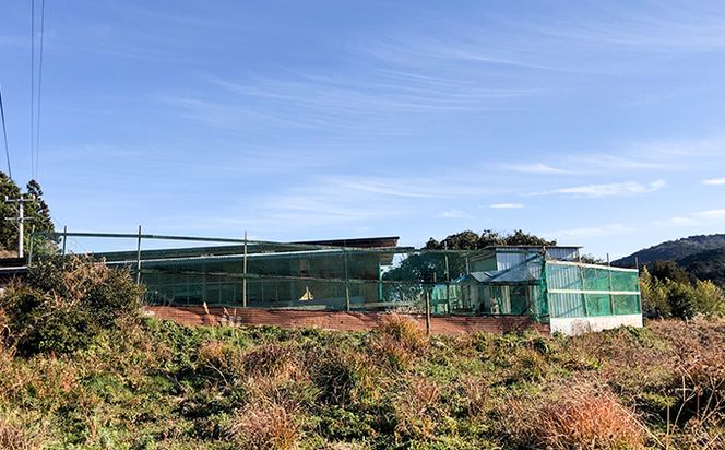 【定期便】土佐ジローたまご　　1箱(25個入)×6回（4週間毎）