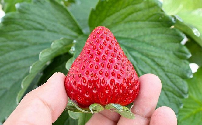 完熟クラフト苺BERRY】有名シェフ御用達【樹上完熟赤いちご】約500g