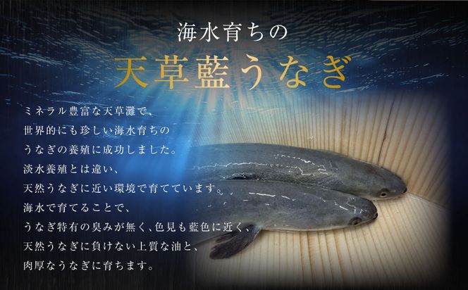 【ミシュラン星付きのプロが愛用】海水育ちの天草藍うなぎ 紅白3～4尾セット【合計約600g】ウナギ 鰻 蒲焼き 白焼き 数量限定!!