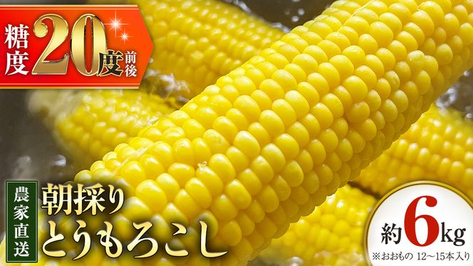 朝採り 農家直送 とうもろこし 6kg 「 おおもの 」【 先行予約2026年7月中旬以降発送】 トウモロコシ スイートコーン コーン 野菜 大粒 大きい 新鮮 甘い 高糖度 サラダ 八千代町産 茨城県産 産地直送  [AX027ya]