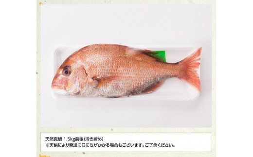 『日向灘の海の幸』 天然真鯛 （活き締め） 【 魚介類 鮮魚 魚 鯛 タイ 】 [H1706]