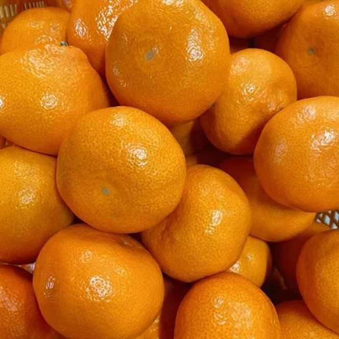 完熟 アルギット みかん 3kg S ～ M サイズ | 年内発送 可 先行予約 みかん 有田みかん 甘い おいしい ジューシー 皮 薄い 完熟 期間限定 フルーツ 果物 人気 おすすめ 高級 こだわり ギフト 旬 お取り寄せ 送料無料 和歌山 DT003