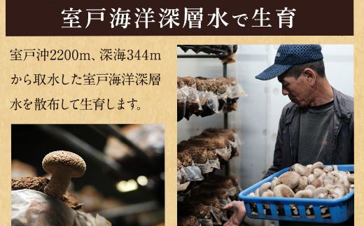 しいたけバラエティーセット800g | 椎茸 きのこ キノコ 国産 野菜 やさい 旬 季節限定 数量限定 ワケアリ 訳あり 訳アリ 大小混合 規格外 個包装 高知県室戸市 nc008