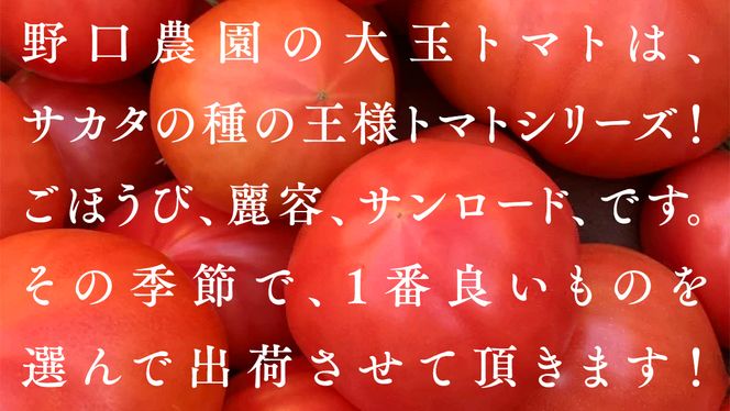 野口農園！ 王様トマト 約2kg ( 8～12個入り )！ ごほうび・麗容・サンロード トマト ごほうび 麗容 サンロード 新鮮 美味しい 野菜 [J007-NT]