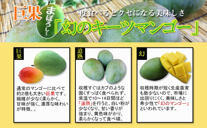 【先行受付】【2026年発送】ヤマト農園 キーツマンゴー約1kg - 産地直送 沖縄産 国産 果物 フルーツ 南国フルーツ 旬の味覚 追熟 先行予約 幻の味 人気 おすすめ 送料無料 沖縄県 八重瀬町