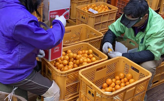 年内発送 完熟早生 有田みかん 化粧箱 特秀 L サイズ 32玉入 和歌山 南泰園 BS632