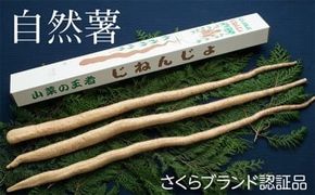 さくらブランド認証品　えみの自然薯　2～3本（1.5kg以上）山芋 とろろ 国産 健康 ※2025年11月下旬頃より順次発送予定