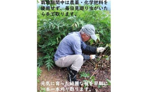 【F09002】日本山人参（ヒュウガトウキ）粉末　本場大分県産