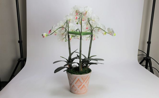綺麗で丈夫な三河陶器で贈る光触媒胡蝶蘭大輪３本立（ホワイトビスクの陶器×白の花） H100-091