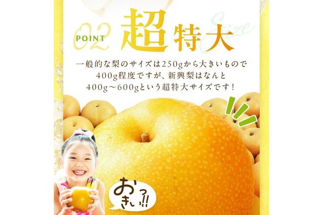 【先行予約／数量限定500】新興梨（秀品） 5kg（7～12玉）（2026年9月下旬～発送）　DE00164