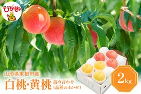 【2026年産 先行予約】 白桃＆黄桃 詰め合わせ (品種おまかせ) 2kg 秀品 化粧箱入り 東根農産センター提供 山形県 東根市 hi027-263