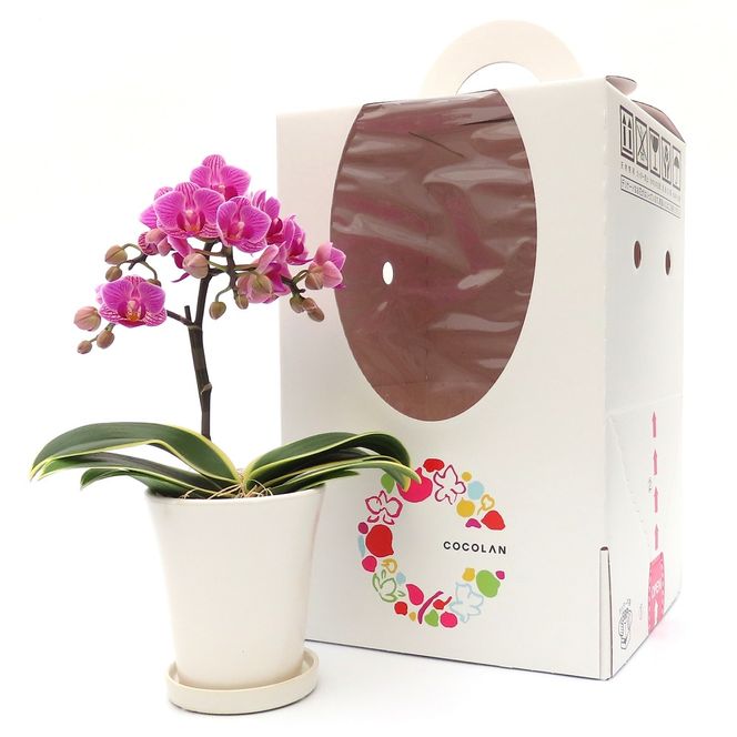 三木市で育てた大和ハウスのミニ胡蝶蘭 COCOLAN ベーシック（1本立ち） 【お花の色お任せ】