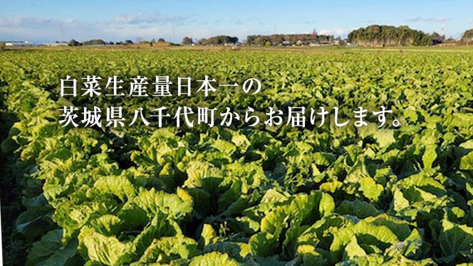 【11月中旬より発送】 茨城県 八千代町産 白菜 はくさい 1箱 （ 4玉 ） 10kg 以上 生産量 日本一 農家直送 期間限定 ハクサイ 鍋 冬野菜 野菜 やさい 旬 ふるさと納税 6000円 八千代町 茨城 [AV009ya]