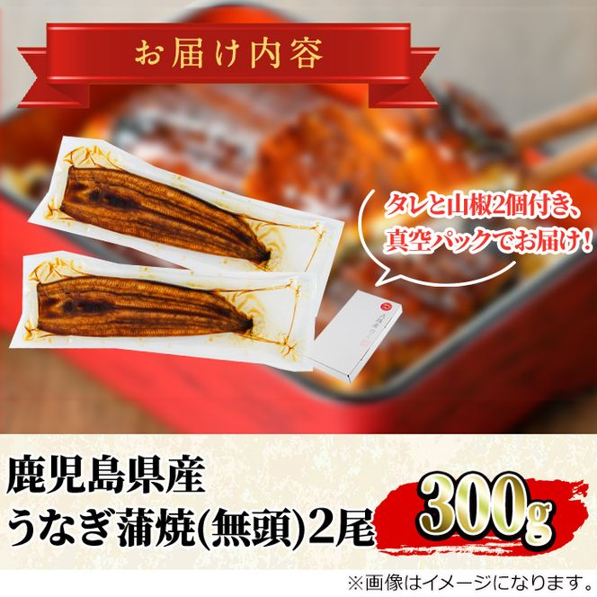 【0104347a-2609】＜9月上旬発送予定＞東串良町のうなぎ蒲焼(無頭)(2尾・計約300g・タレ、山椒付) うなぎ 高級 ウナギ 鰻 国産 蒲焼 蒲焼き たれ 鹿児島 ふるさと 人気【アクアおおすみ】