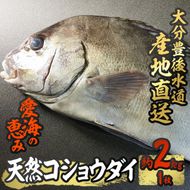 天然 コショウダイ (約2kg・1枚) 直送 産直 漁師 魚 鮮魚 天然 コショウタイ 鯛 白身魚 獲れたて 刺身 寿司 煮つけ 塩焼き 冷蔵 豊後水道 鮮魚 大分県 佐伯市 愛海の恵み【CS08】【 (有)丸昌水産】