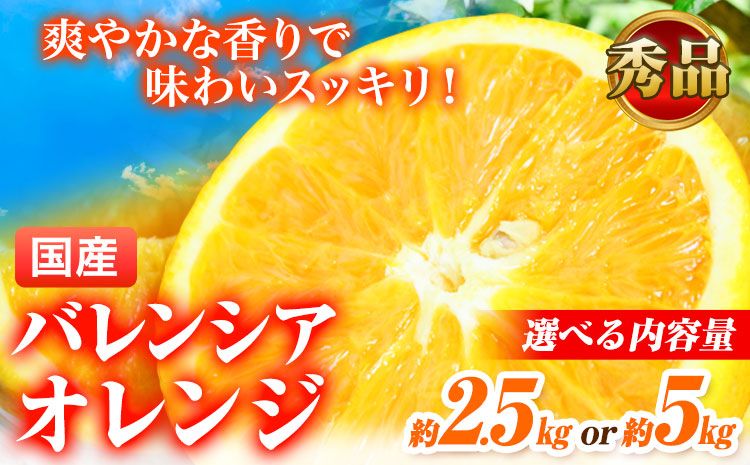 [先行予約][秀品]希少な国産バレンシアオレンジ 選べる 2.5kg・5kg 株式会社 魚鶴商店[2026年6月下旬-7月上旬頃出荷]和歌山県 日高町 オレンジ 柑橘 フルーツ 果物---wsh_uot150_6g7j_25_10000_2500g---