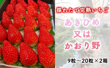 先行予約・数量限定! 採れたて完熟いちご あきひめ又はかおり野 9粒〜20粒×2箱 232238_CK01-PR