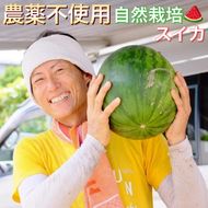 【2026年産 予約】すいか 1玉 京都府・亀岡産 自然栽培のかたもとオーガニックファームよりお届け ※2026年8月頃より順次発送予定 ※離島への発送不可