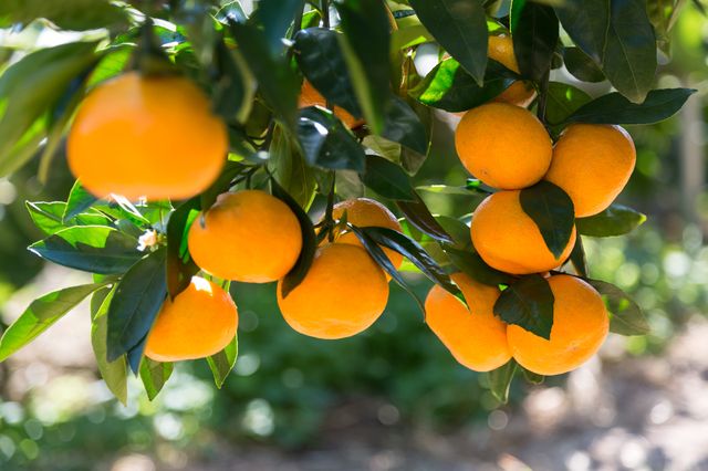 [秀品]和歌山有田みかん約3kg（S～Lサイズ混合）★2025年11月中旬頃より順次発送【TM96ｗ】BZ059