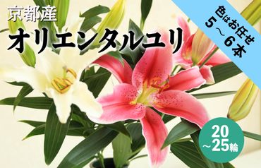 京丹後オリエンタルユリ　色お任せ5~6本（20～25輪）　NG00007