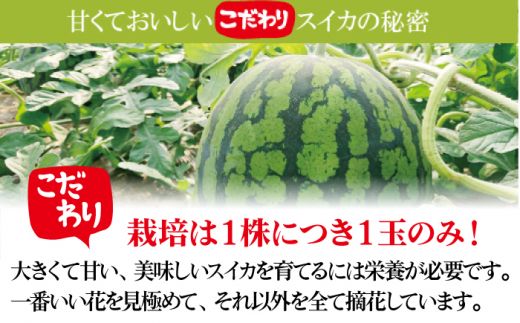 【2027年6月～発送】【大玉】 スイカ 羅皇 (ラオウ) 1玉 / すいか 南島原市 / ふるさと企画 [SBA013] 