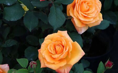 バラ鉢植え「カシス オレンジ」 SWBD007