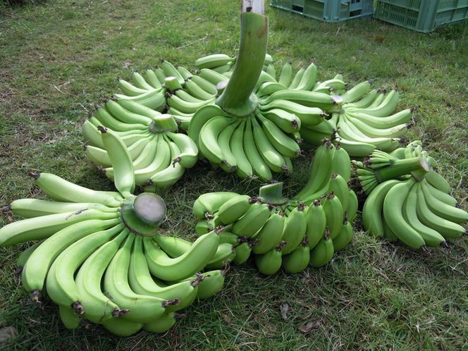 美浜町産ばななオーナー制度 ◆