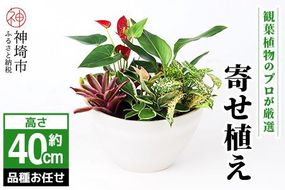 オリジナルアレンジ観葉植物　Mサイズ【寄せ植え インテリア リビング 室内 グリーン 植物 癒し リフレッシュ】 (H086105)