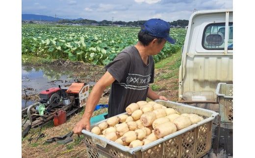 レンコン 4kg◇ ｜ 収穫仕立て 産地直送 れんこん 蓮根 蓮 甘み シャキシャキ 茨城県 土浦市産 ※離島への配送不可