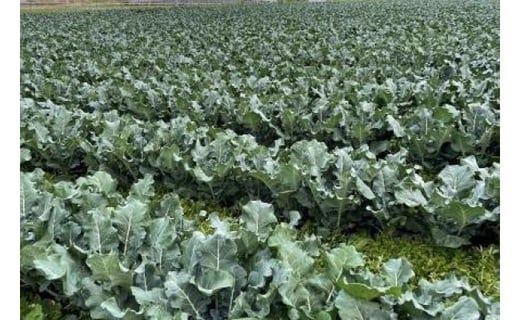 ＜26年発送先行予約＞【数量限定】でかっ！富士山の大地でゆっくり育ったキングブロッコリー９株 FAH006