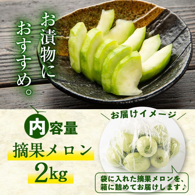 【期間限定・数量限定】鹿児島県志布志産 摘果メロン(子メロン・小メロン) 2kg p8-115-10 