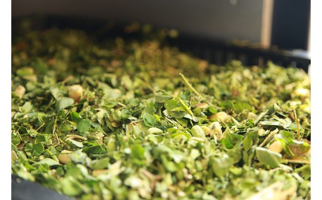 【沖縄ウスリファーム】モリンガ茶ティーパック(大）60g×3袋