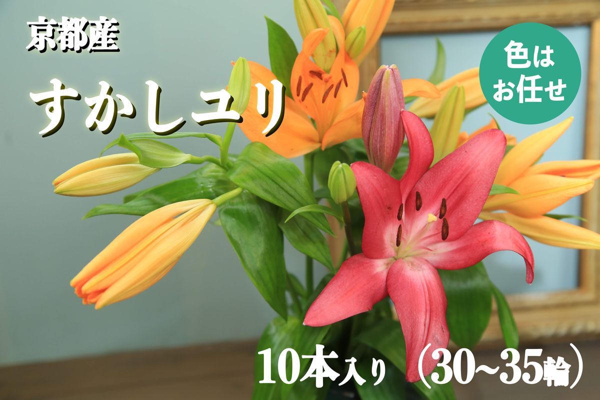 京丹後すかしユリ 色お任せ10本(30〜35輪)NG00013