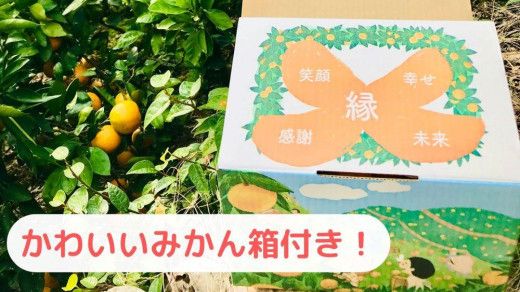 【農家直送】濃厚な甘さの早生みかん3kg/【厳選小みかん】みかんのみっちゃん農園 DM001