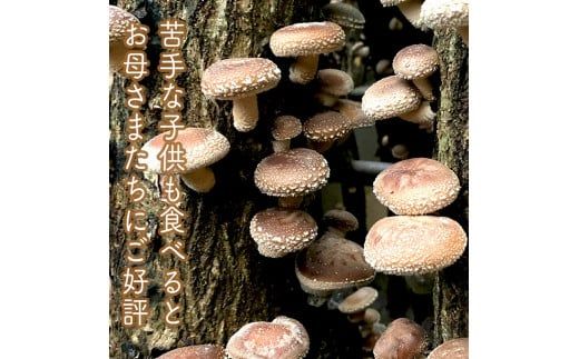 142-1698　小田原の里山で湧水を贅沢に使って育てた原木生椎茸(300g×2パック)