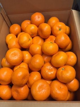 有田みかんご家庭用 10kg ※北海道・沖縄および離島への配送不可 ※2023年12月中旬～2024年1月上旬頃に順次発送予定
