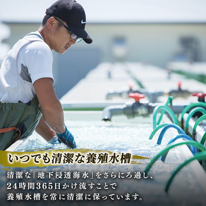 訳あり 簡易包装 三陸翡翠あわび 簡易包装 お手軽ファミリーセット 40g×6個 冷凍 鮑 青空レストラン 蝦夷あわび アワビ 鮑 Abalone ステーキ バターソテー 正月 お正月 おせち 蒸し鮑 バーベキュー BBQ ごはん 夕飯 おかず おつまみ 晩酌 海産物 海鮮 魚介 魚介類 贈答品 お中元 お歳暮 大船渡 三陸 岩手県 国産 [hisui012]