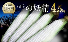 【令和7年発送】宮崎県産とうもろこし　大山さんちのホワイトコーン「雪の妖精」4.5kg 【 先行予約 数量限定 期間限定 2025年発送 先行受付 宮崎県産 九州産 】 [D07102]