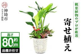 オリジナルアレンジ観葉植物　Lサイズ【寄せ植え インテリア リビング 室内 グリーン 植物 癒し リフレッシュ】 (H086106)