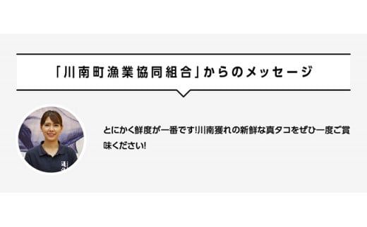漁協直送！天然タコ（湯がき済）小分けで500g前後 【 たこ 蛸 海産物 日向灘 地どれ 】 [C01708]