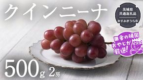 クインニーナ 500g×2房【9月より発送開始】（茨城県共通返礼品：かすみがうら市産） ぶどう ブドウ 葡萄 果物 フルーツ 茨城県産 [BI425-NT]