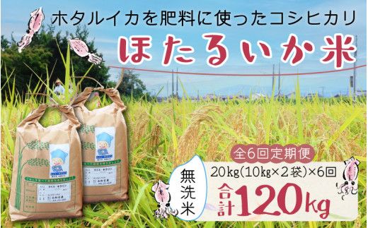 【訳あり】ほたるいか米（無洗米20kg）×6回 計120kg【6ヶ月定期便】