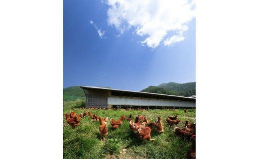 黒富士農場の卵食べ比べセット 18個　人気　おすすめ　国産　贈答　ギフト　お取り寄せ　卵　たまご　タマゴ　玉子　鶏卵　自然卵　放牧卵　平飼い　新鮮　たまごかけご飯　B-27