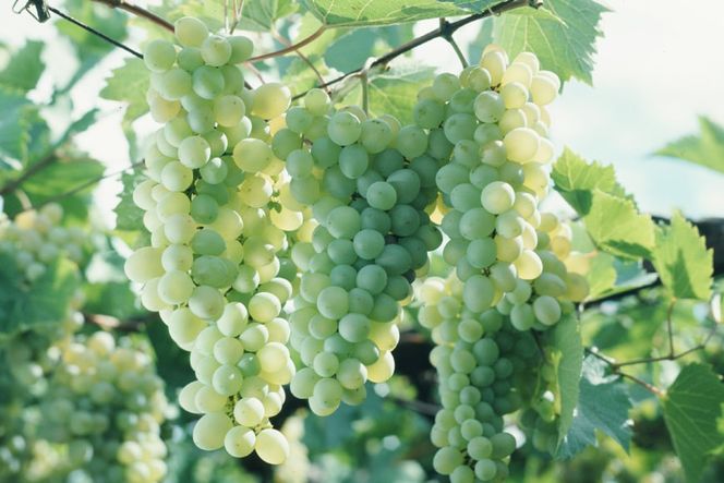 白ワイン 定期便 安曇野シャルドネ 750ml 3回 計 3本 [シャトー・メルシャン 勝沼ワイナリー 長野県 池田町 48110302] 白 ワイン ギフト