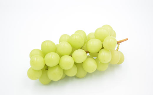 【2026年発送分 先行予約】【訳あり】土屋さんのシャインマスカット（４～６房程度・２ｋｇ～２．２ｋｇ）　訳あり 訳アリ シャイン マスカット フルーツ 果物 くだもの やまなし 山梨 ぶどう ブドウ 葡萄 規格外 産地直送