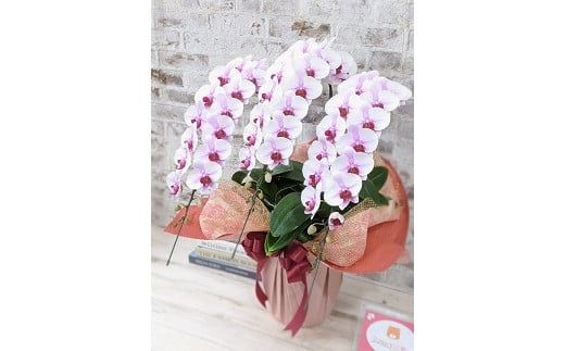 B027 【農林水産大臣賞受賞品種】ミディ系ピンク胡蝶蘭！『乙姫（おとひめ）』3本立