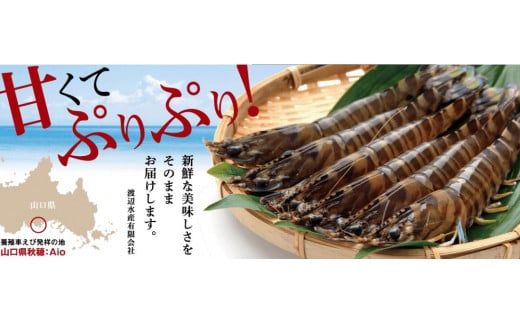 D275 水産庁長官賞受賞！生食用！活き〆超急速冷凍車えび