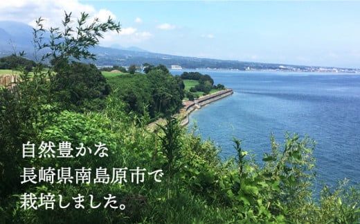 【2026年11月中旬～発送】【数量限定】【高級フルーツ】 アールスメロン 2玉 / 果物 フルーツ メロン めろん / 南島原市 / 長崎県農産品流通合同会社 [SCB074] 先行受付 メロン 先行予約 青肉 メロン 3kg以上 青肉メロン メロン 