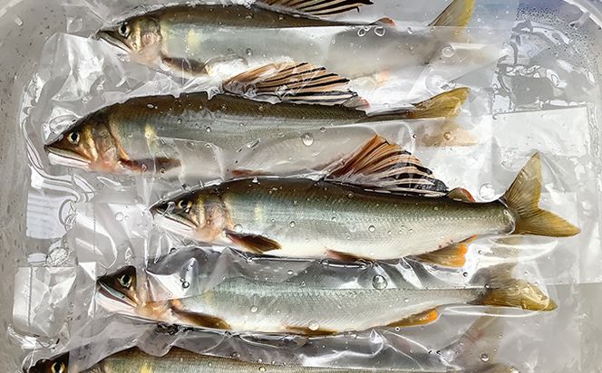 鮮度にこだわり！仁淀鮎★5尾～(冷凍500g) ★